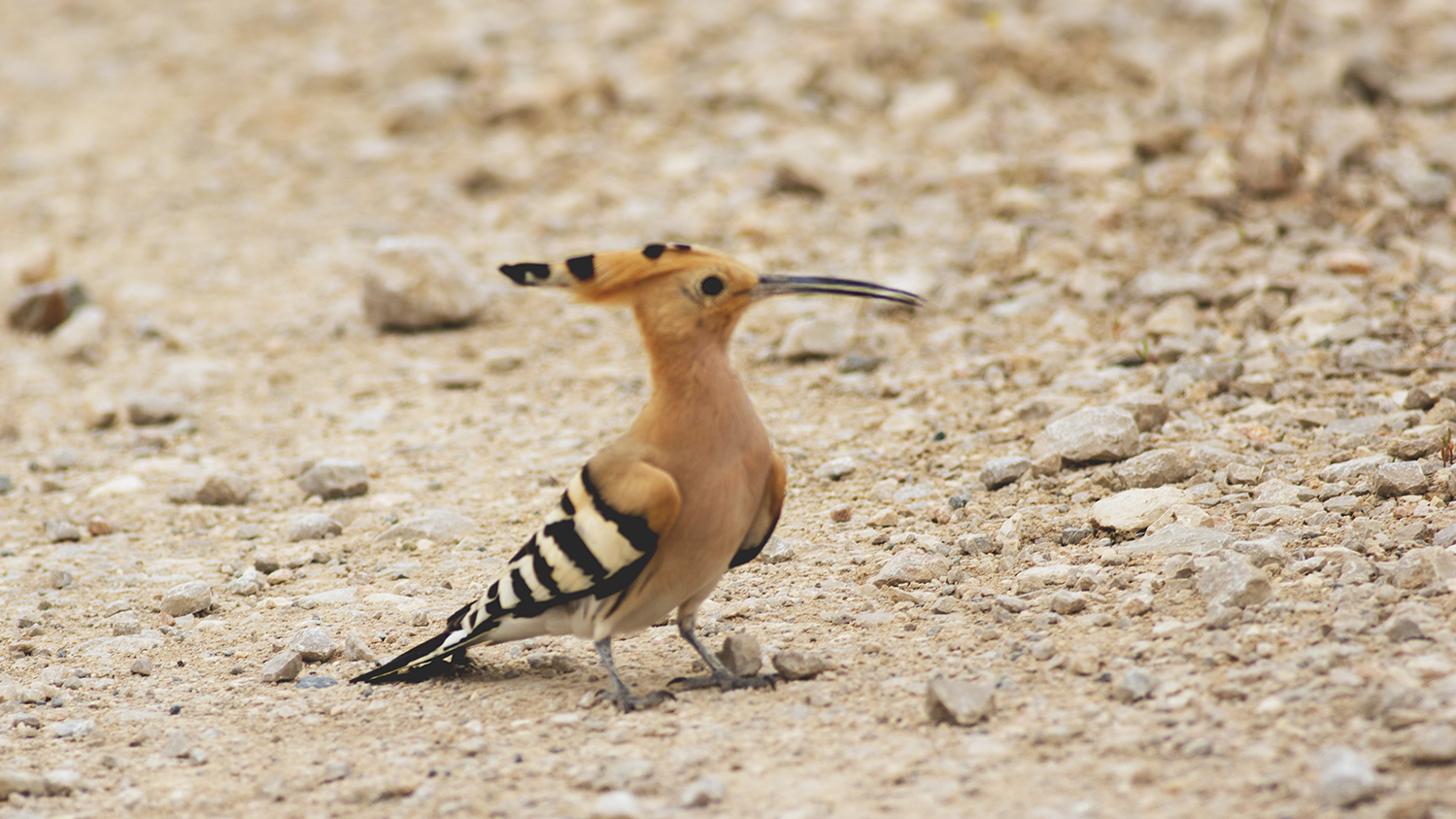 Eurasian Hoopoe